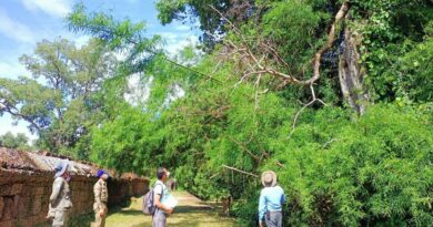 សកម្មភាពកាត់ក្រី និងដកហូតដើមឈើមានហានិភ័យខ្ពស់ និងបាំងទេសភាពនៅបរិវេណប្រាសាទមេបុណ្យខាងកើត-APSARA National Authority removes high-risked trees at Eastern Mebon temple-28 Mar 2022