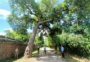 អាជ្ញាធរជាតិអប្សរា កំពុងកាត់ក្រី និងដកហូតដើមឈើមានហានិភ័យខ្ពស់នៅបរិវេណប្រាសាទបន្ទាយក្តី-APSARA National Authority removes high-risked trees at Banteay Kdei temple-14 Mar 2022