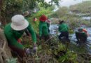 សកម្មភាពក្រុមការងារសម្អាតអនាម័យបរិស្ថានរបស់អាជ្ញាធរជាតិអប្សរា សម្អាតរុក្ខជាតិទឹក នៅតាមកសិន្ធុនានា Activities of APSARA National Authority’s Environmental Cleaning Team to clear aquatic plants in the moat of the temple -05 March 2023