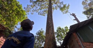 នាយកដ្ឋានគ្រប់គ្រងទឹក ព្រៃឈើ និងហេដ្ឋារចនាសម្ព័ន្ធ កាត់ក្រីមែកឈើដែលប៉ះពាល់ដល់សំណង់ផ្សេងៗក្នុងវត្តតាំងតុ-Department of Water, Forestry, and Infrastructure Management to prune the tree branches that affect other structures in Wat Tang Tok – 22 January 2024