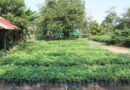 អាជ្ញាធរជាតិអប្សរាកំពុងបង្កើនការបណ្ដុះកូនឈើដើម្បីទុកដាំនារដូវវស្សាខាងមុខ -APSARA National Authority is increasing the planting of seedlings for the coming rainy season- 04 April 2024