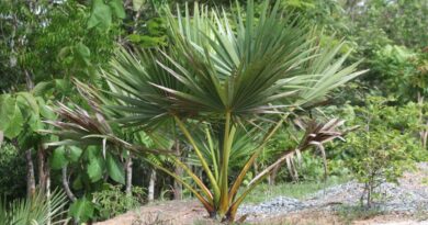 អាជ្ញាធរជាតិអប្សរាបបន្តដាំដើមត្នោត នៅតាមទំនប់បុរាណឬមាត់ប្រឡាយនានា ដើម្បីថែរក្សាដើមត្នោតជាតំណាងអត្តសញ្ញាណរបស់ខ្មែរ-APSARA National Authority continues to plant palm trees in ancient dams or canals to preserve palm trees as a symbol of Khmer identity- 13 June 2024