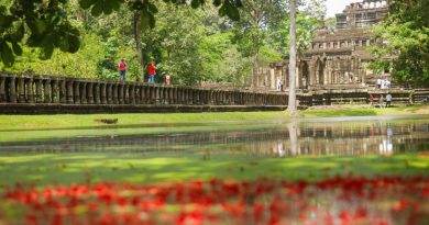 ទិដ្ឋភាពផ្ការាំងរីកស្គុះស្គាយនៅប្រាសាទបាភួន កំពុងបង្ហាញសម្រស់ដល់ភ្ញៀវទេសចរ-Blooming Cannonball Tree Flowers Add Beauty to Baphuon Temple- 18 August 2026